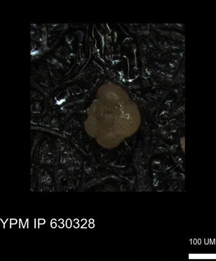 undet. Foraminiferida