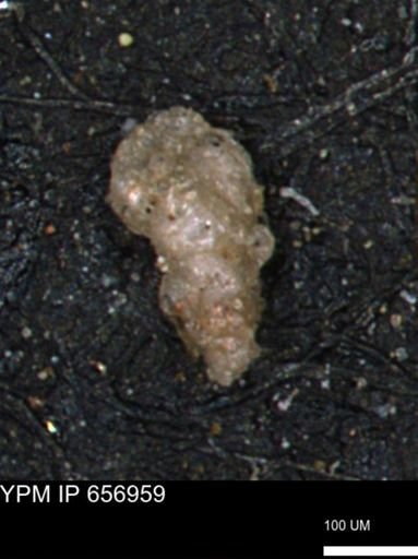 Verneuilinoides hectori