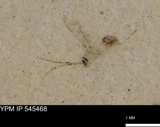 Hymenoptera?