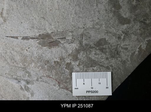undet. Phyllocarida