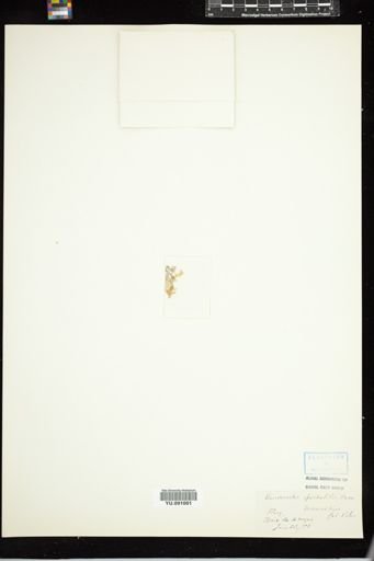 Vanvoorstia spectabilis