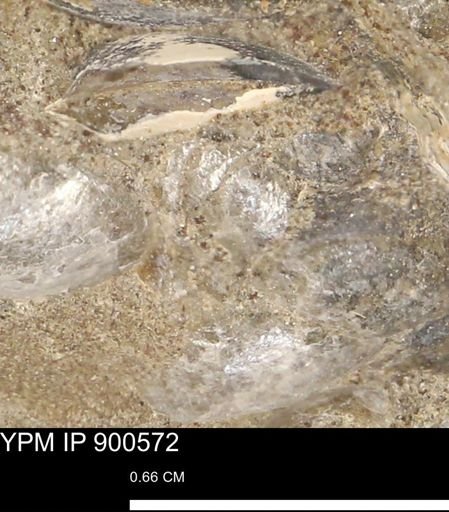Anomia gryphorhyncha