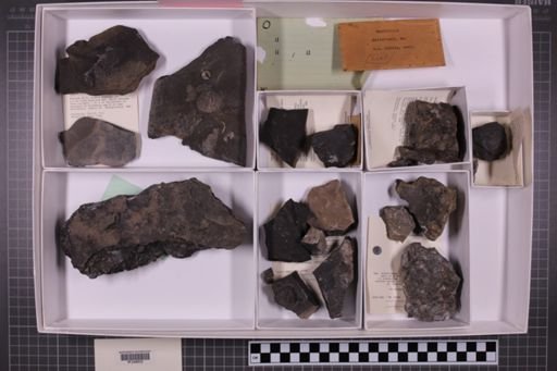 mixed taxa, stratigraphic collection