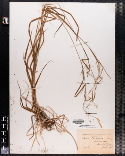 Carex sprengelii