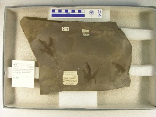 Trihamus magnus