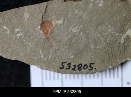 undet. Xiphosurida