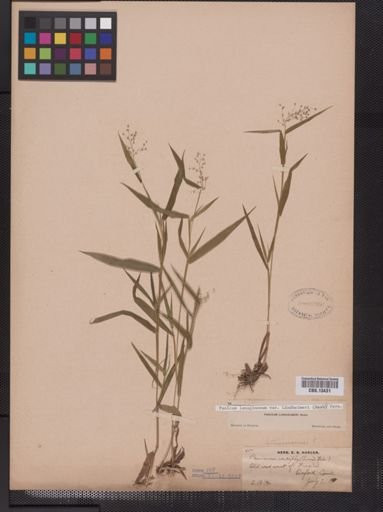 Panicum lanuginosum