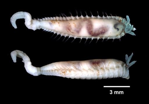 Hobsonia florida