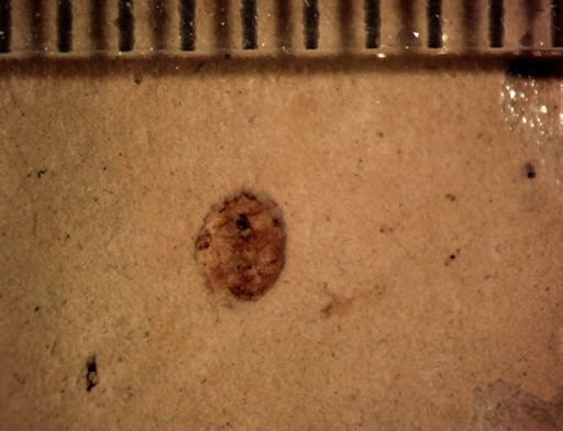 undet. Coleoptera