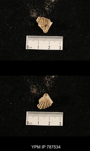 undet. Brachiopoda