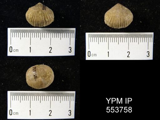Sphaerirhynchia?