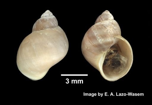 Lacuna vincta