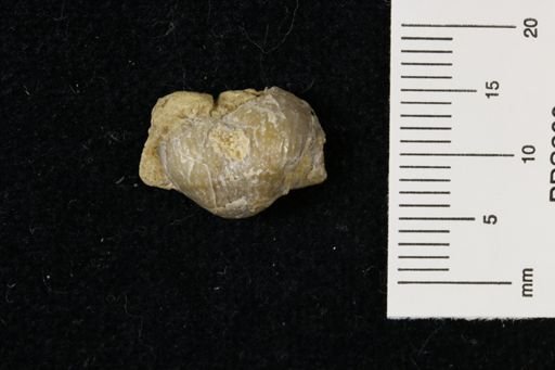 Marginifera wabashensis