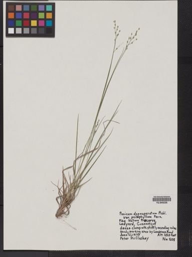 Panicum depauperatum