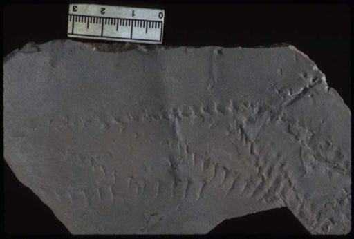 Diplichnites