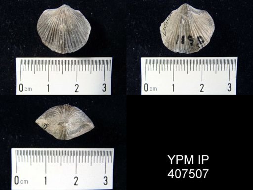 Atrypa marginalis