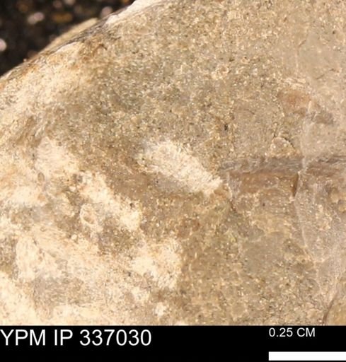 undet. Mollusca