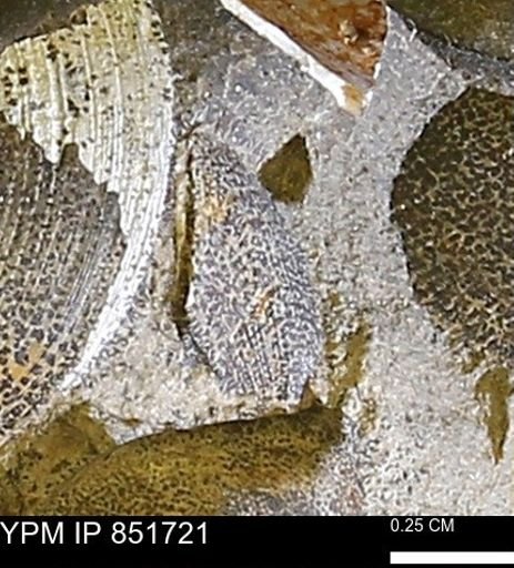 Limopsis striatopunctatus