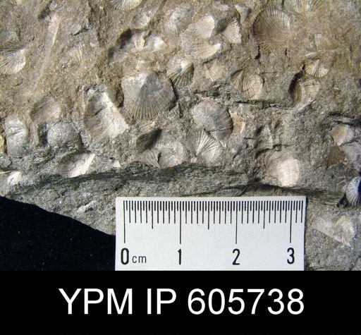 Sowerbyites sp.