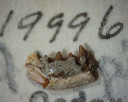 Adapisoricidae sp.