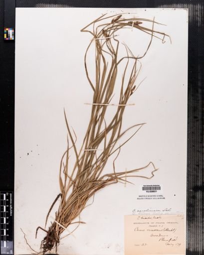 Carex caroliniana