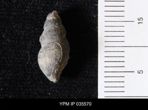 Goniobasis ortmanni