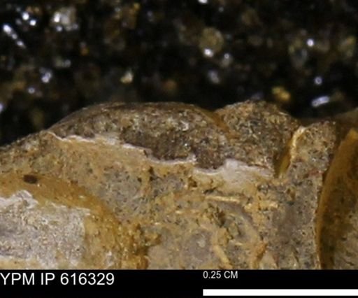 Protocardia subquadrata