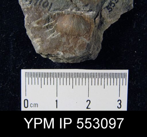 Devonochonetes sp.