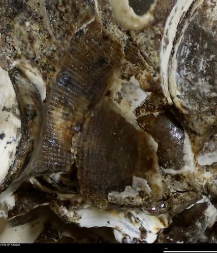 undet. Bivalvia