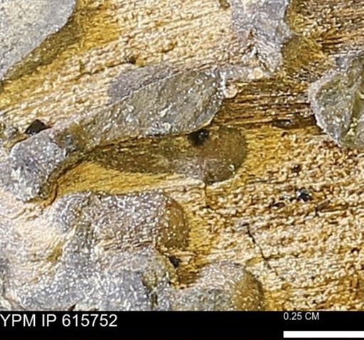 Teredo sp.