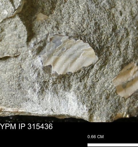undet. Ammonoidea