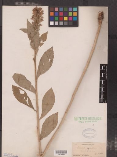 Lobelia siphilitica