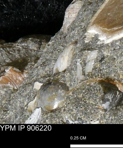 undet. Bivalvia