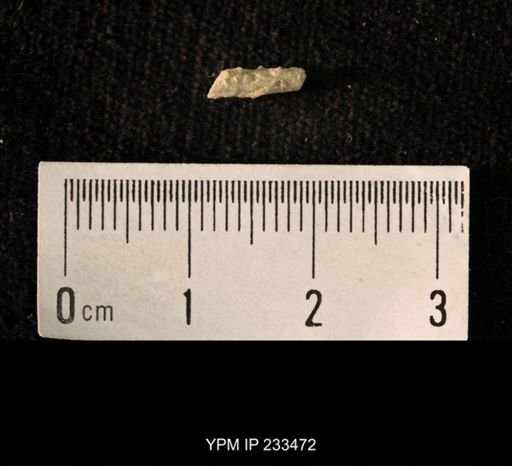 Archaeocidaris sp.