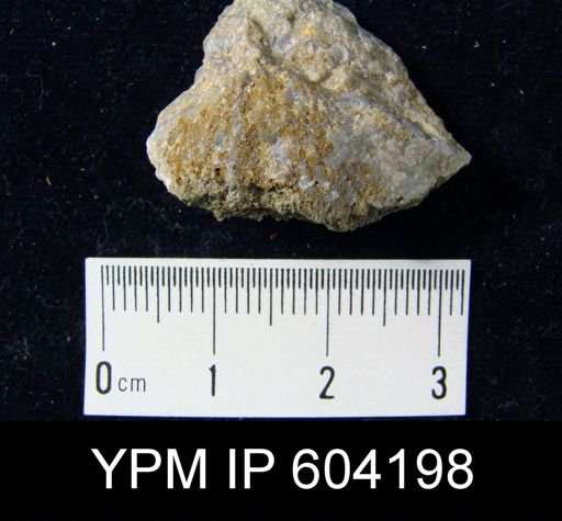 Spirifer sp.
