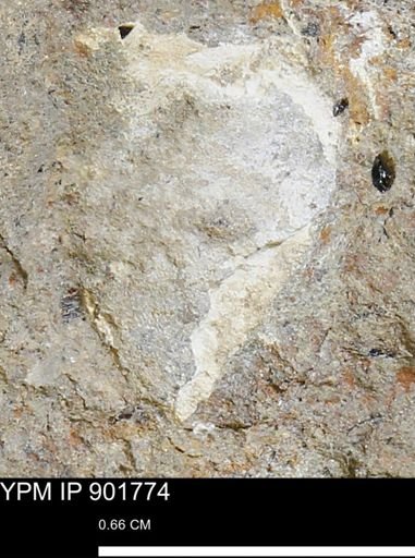 Bivalvia?