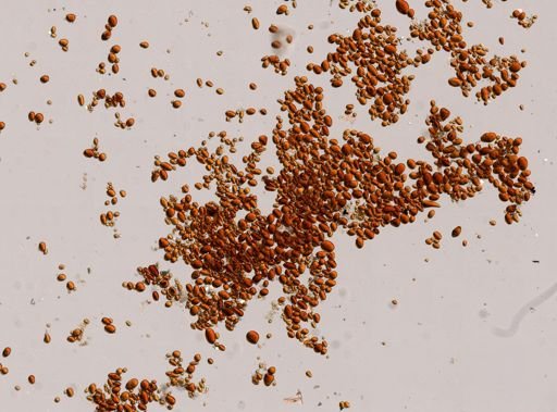 Molpadia oolitica