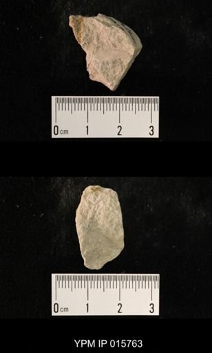 Probnis speciosa