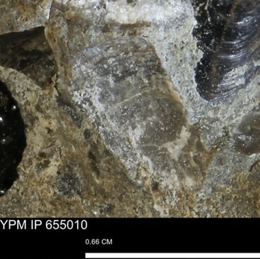 Protocardia sp.