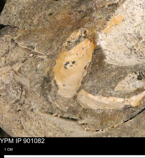 undet. Mollusca