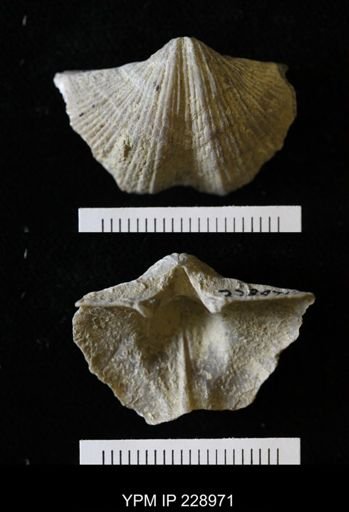 Neospirifer kansasensis