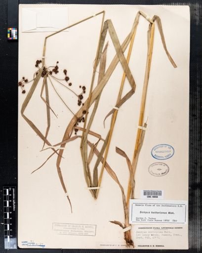 Scirpus atrovirens