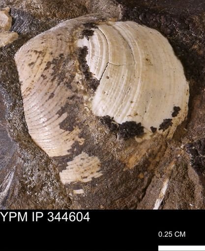 Limopsis striatopunctatus