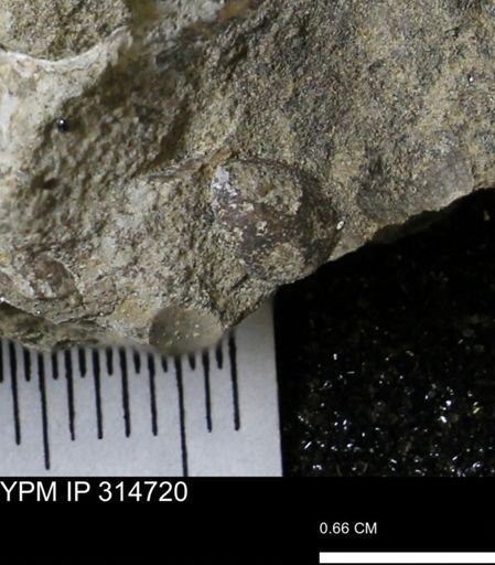 undet. Bivalvia