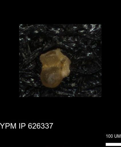 undet. Foraminiferida