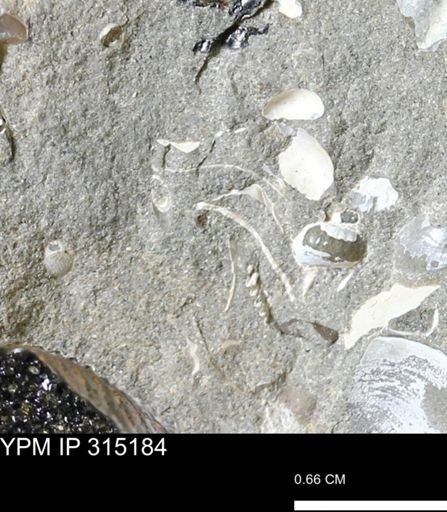 undet. Bivalvia