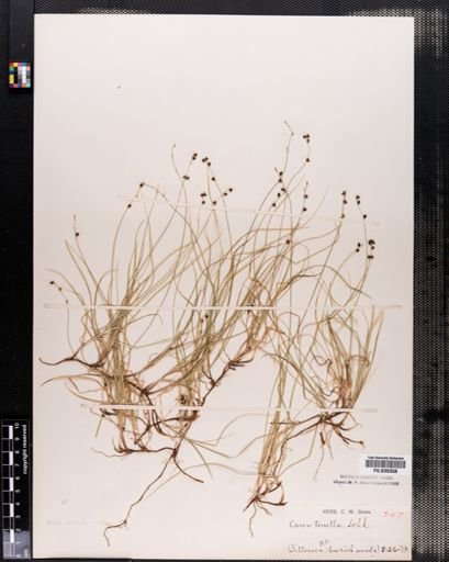 Carex disperma