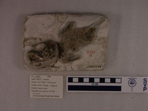 Beryx ornatus