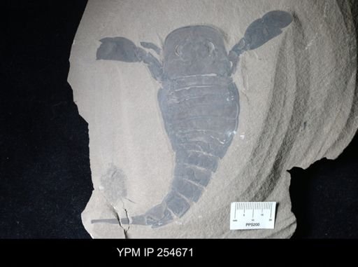 Eurypterida