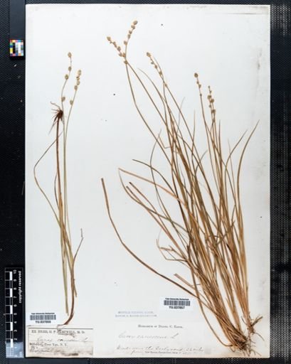 Carex canescens